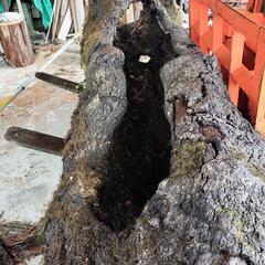 樫の木　ウロの画像