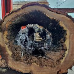 樫の木　ウロの画像