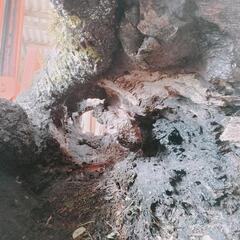 樫の木　ウロの画像