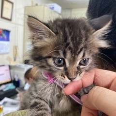 保護猫　決まりました