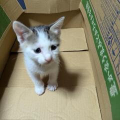 生後一ヶ月子猫