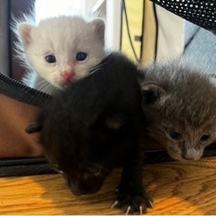 1ヶ月前後の猫ちゃんです。