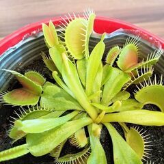 食虫植物　ハエトリソウ　3.5号