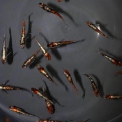 メダカ　紅玉　稚魚5匹