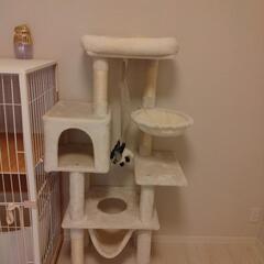 猫ケージ、キャットタワーの画像