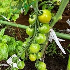 お庭の草むしり、家庭菜園 お手伝いします！援農します！ - 町田市