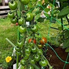 お庭の草むしり、家庭菜園 お手伝いします！援農します！ - 手伝いたい/助けたい
