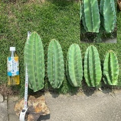 7本！柱サボテン、鬼面角、