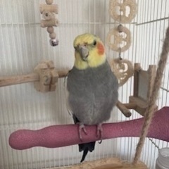 オカメインコを探しています
