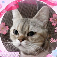 ミヌエット(長足)の甘えた女の子
