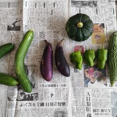 無農薬野菜
