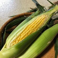 とうもろこし　③　(ゴールドラッシュ )　9本1000円