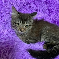 🌸🐈長毛　キジトラの仔猫　🐈🌸譲渡