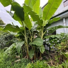 今話題のアイスクリームバナナ