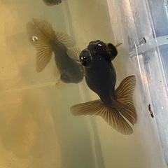 蝶のカタチをした金魚【蝶尾】の子ども3匹セット