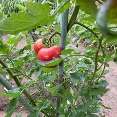 夏野菜　　トマト🍅3個　　　