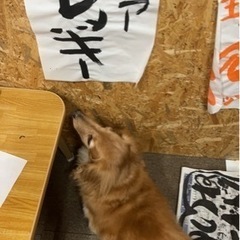 うるま市の日本習字教室ですの画像