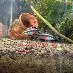 熱帯魚複数お譲りします。