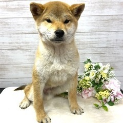 12月1日生まれの柴犬の男の子