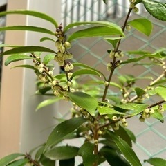 観葉植物 ヒサカキの画像