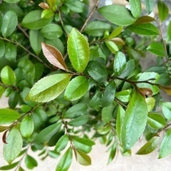 観葉植物 ヒサカキの画像