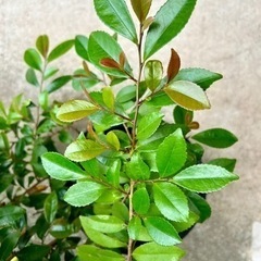 観葉植物 ヒサカキの画像