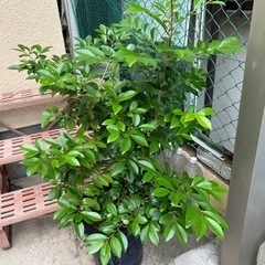 観葉植物 ヒサカキの画像