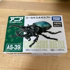 アニア  コーカサスオオカブト