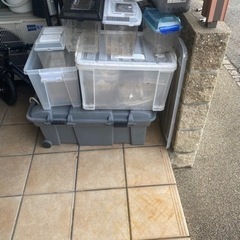 明日の朝まで値引き中昆虫用品＋エレファスゾウカブト幼虫