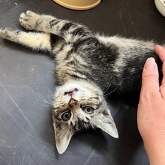 隠しきれない甘えん坊！決定しました！