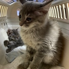 🌸🐈長毛　グレーの仔猫🐈🌸譲渡