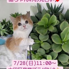 7/28(日)譲渡会。生後2ヵ月短足マンチカン♂レッドタビー＆ホ...