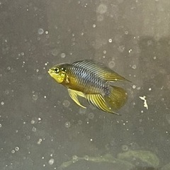 アピストグラマボレリーオパールペア(熱帯魚水槽)の画像