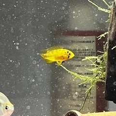 アピストグラマボレリーオパールペア(熱帯魚水槽)の画像