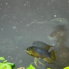 アピストグラマボレリーオパールペア(熱帯魚水槽)