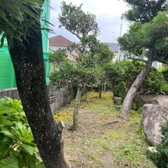 松の木とか！の画像