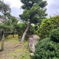 松の木とか！の画像