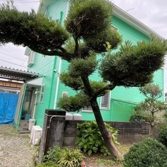 松の木とか！の画像