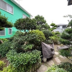 松の木とか！の画像