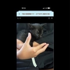 猫ちゃん可愛がってくれる人募集です！
