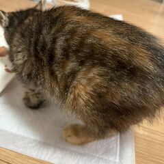子猫のブーケちゃん（まだら模様、生後約4ヶ月、女の子） - 猫