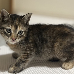 子猫のブーケちゃん（まだら模様、生後約4ヶ月、女の子） − 岡山県