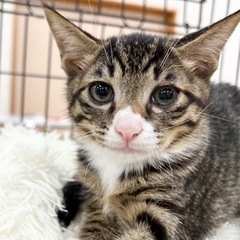 🐈‍⬛ファミくん正式譲渡決定🐈‍⬛