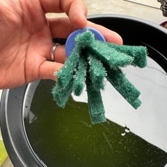 MIXメダカ　稚魚　卵の画像