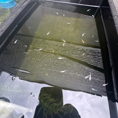 MIXメダカ　稚魚　卵の画像