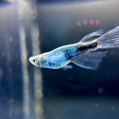 めだか　ゴジネロリアルロングフィン　西郷めだか直系　1ペア　極上の画像