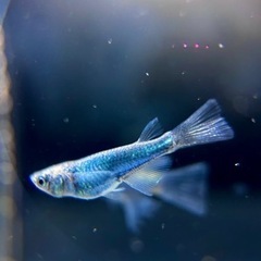 めだか　ゴジネロリアルロングフィン　西郷めだか直系　1ペア　極上の画像