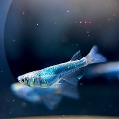 めだか　ゴジネロリアルロングフィン　西郷めだか直系　1ペア　極上の画像