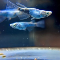 めだか　ゴジネロリアルロングフィン　西郷めだか直系　1ペア　極上