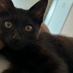 生後3ヶ月くらいの黒猫ちゃん メス 甘えん坊